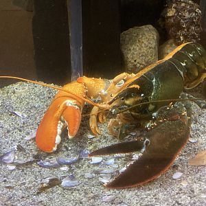 Extremely Rare Bicolored Lobster (Cape Cod Museum of Natural History)