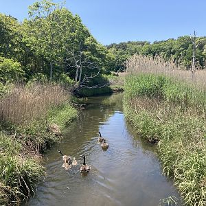 Cape Cod Museum of Natural History Nature Trails