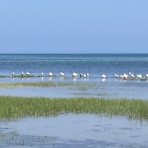 Cape Cod Museum of Natural History Nature Trails