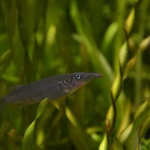 Hagen's halfbeak (Nomorhamphus hageni)