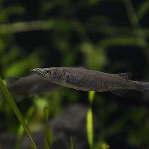 Poso halfbeak (Nomorhamphus celebensis)