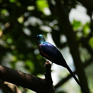Jurong Bird Park, Heart of Africa [CLOSED]