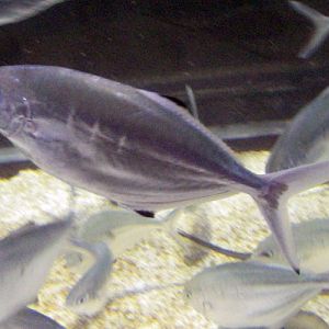 Derbio (Trachinotus ovatus)