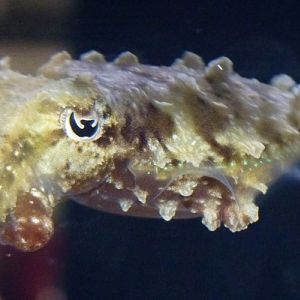 Dwarf cuttlefish (Sepia bandensis"