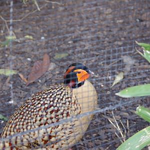 Cabot's tragopan- Chester Zoo 4/4/2023