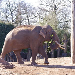 Aung Bo- Asian Elephant bull- Chester Zoo 4/4/2023