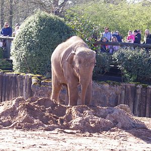 Riva- Asian Elephant- Chester Zoo 4/4/2023