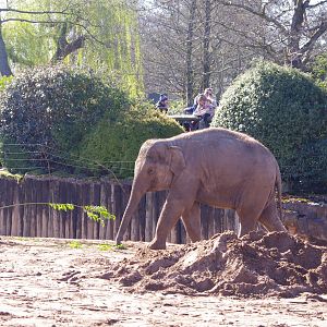 Riva- Asian Elephant- Chester Zoo 4/4/2023