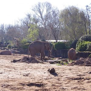 Anjan and Riva- Asian Elephants- Chester Zoo 4/4/2023