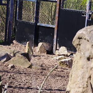 Spot the Visayan Warty Pig- Chester Zoo 4/4/2023
