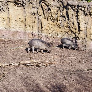 Visayan Warty Pigs- Chester Zoo 4/4/2023
