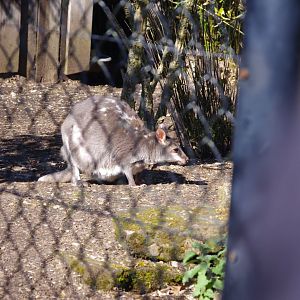 Dusky Pademelon- Chester Zoo 4/4/2023