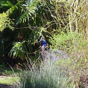 Southern Cassowary- Chester Zoo 4/4/2023
