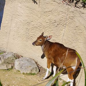 Banteng- Chester Zoo 4/4/2023