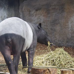 Margery- Malayan Tapir- Islands- Chester Zoo 4/4/2023