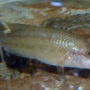 East Atlantic peacock wrasse (Symphodus tinca)