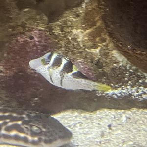 Pufferfish ID