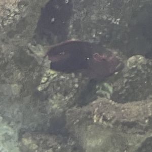 Hawkfish ID