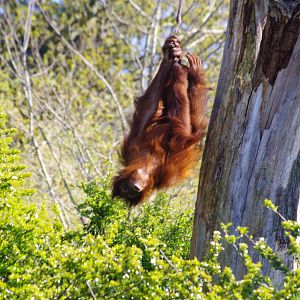 Sumatran Orangutan youngster- Islands- Chester Zoo 4/4/2023