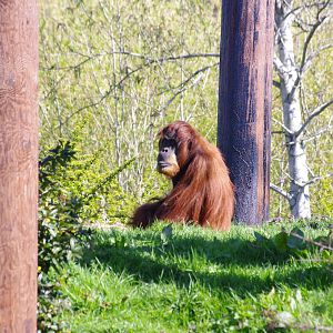 Sumatran Orangutan mother and baby- Chester Zoo 4/4/2023