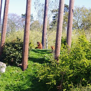 Sumatran Orangutan mother and baby- Chester Zoo 4/4/2023