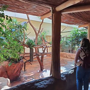 Koala exhibit-Tiergarten Schönbrunn