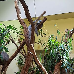 Koala- Tiergarten Schönbrunn