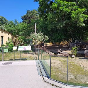 Bennett's wallaby exhibit- Tiergarten Schönbrunn