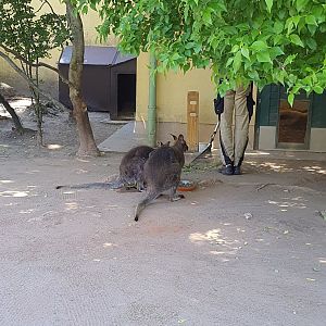 Bennett's wallaby during feeding session- Tiergarten Schönbrunn