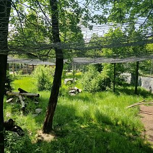 1st of 3 Snowleopard conected exhibits