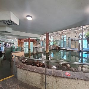 Nile hippopotamus indoor quarters- Tiergarten Schönbrunn