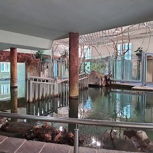 Nile hippopotamus indoor quarters- Tiergarten Schönbrunn