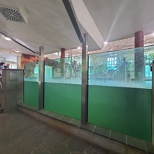 Nile hippopotamus underwater viewing gallery- Tiergarten Schönbrunn