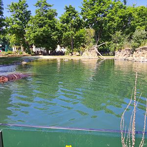 Nile hippopotamus enclosure- Tiergarten Schönbrunn