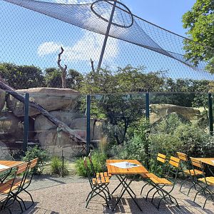 Lion exhibit viewing with restaurant- Tiergarten Schönbrunn