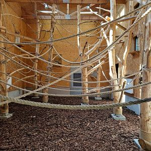 Pilated Gibbon indoor