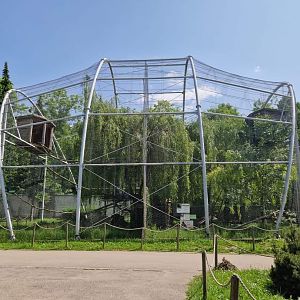 Steppe Eagle/ White-tailed Sea Eagle Aviary