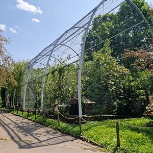 Sacred Ibis/ Grey crowned crane Aviary