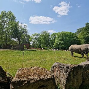 1st White Rhino exhibit
