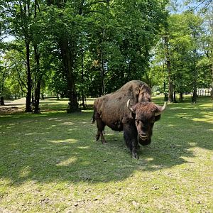 Wood bison