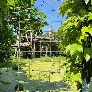 Exhibit for Siberian tiger- Tiergarten Schönbrunn