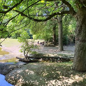Capybaras in the South American enclosure- Tiergarten Schönbrunn