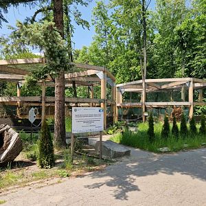 Capercaillie exhibit
