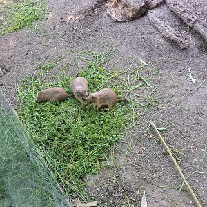 Prairie dogs- Tiergarten Schönbrunn