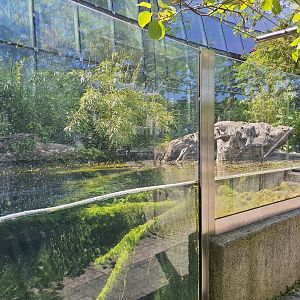 Asian small-clawed otter viewing gallery- Tiergarten Schönbrunn