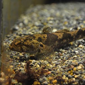 Dark sleeper (Odontobutis obscura)