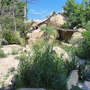 African lion exhibit- Tiergarten Schönbrunn
