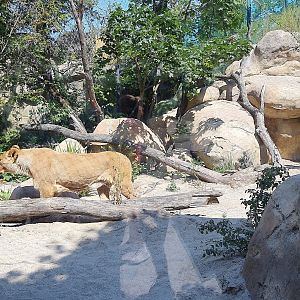 Lioness viewed through the viewing gallery- Tiergarten Schönbrunn
