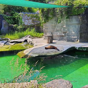 South American sea-lion enclosure- Tiergarten Schönbrunn