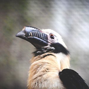 Tarictic hornbill